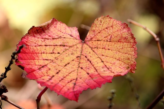 叶子 树叶 落下 - 上的免费照片