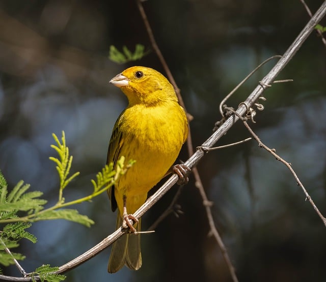鸟 鸟类学 金翅雀 - 上的免费照片