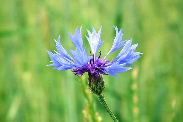 花朵 矢 植物学 - 上的免费照片