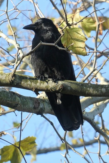 嚼 乌鸦 羽毛 - 上的免费照片