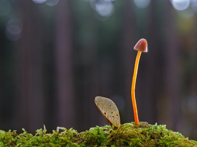 蘑菇 小蘑菇 掌舵 - 上的免费照片