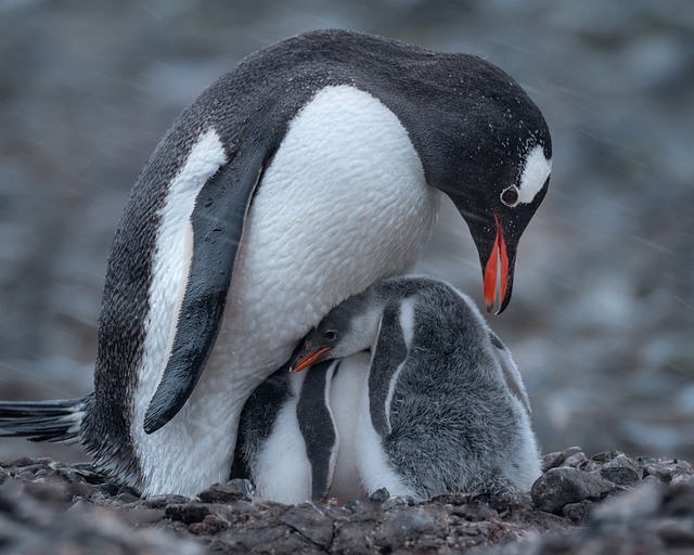 Gentoo 企鹅 鸟类 - 上的免费照片