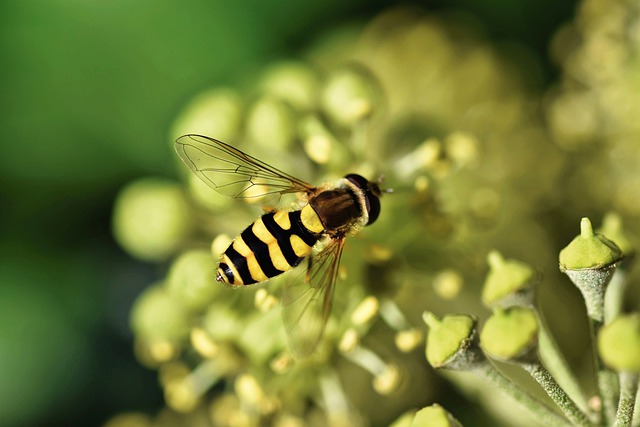 昆虫 Hoverfly 昆虫学 - 上的免费照片