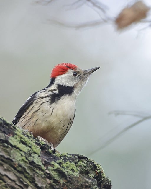 中斑啄木鸟 啄木鸟 鸟 - 上的免费照片