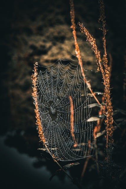 蜘蛛网 蜘蛛 露滴 - 上的免费照片