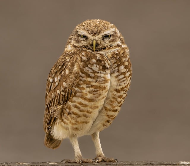 穴居猫头鹰 猫头鹰 鸟 - 上的免费照片