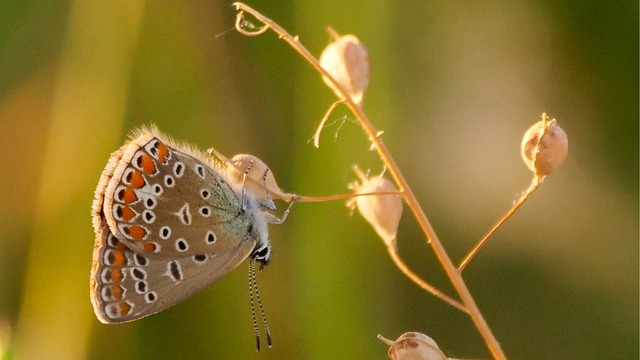 蝴蝶 昆虫 多角兔 - 上的免费照片