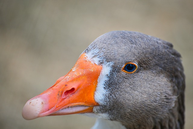 鹅 野鹅 灰雁 - 上的免费照片
