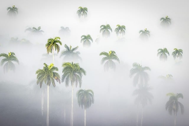棕榈 皇家 天气 - 上的免费照片