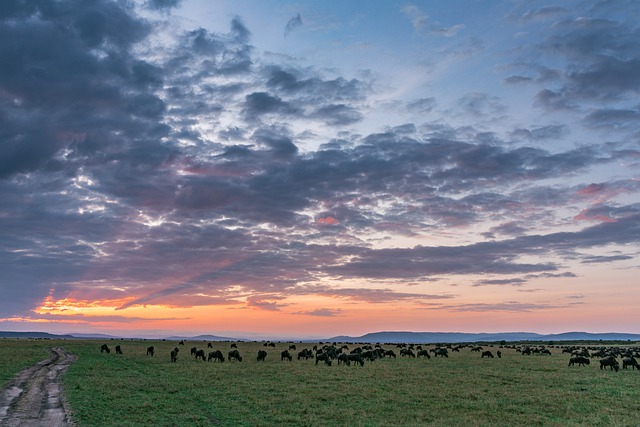 牛羚 野生动物保护区 裂谷 - 上的免费照片