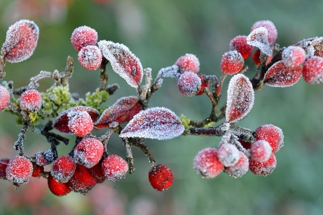 紫檀 冬天 霜 - 上的免费照片