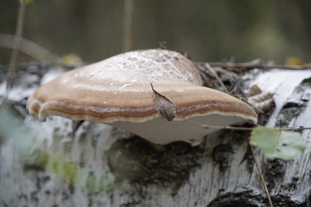 Piptoporus Betulinus 桦木阔叶树 蘑菇 - 上的免费照片