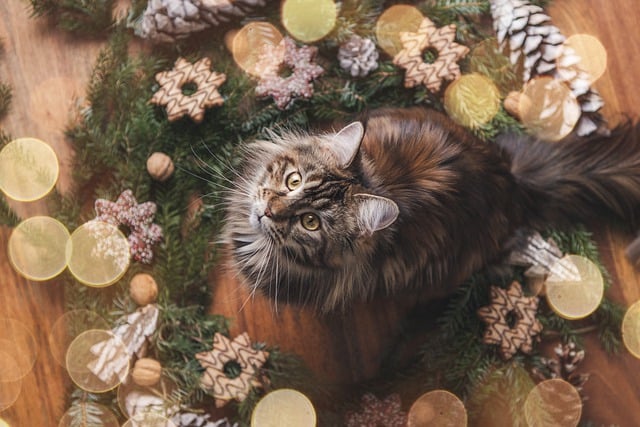 猫 缅因库恩 基蒂 - 上的免费照片