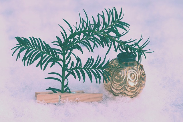 佳节 雪 圣诞树 - 上的免费照片