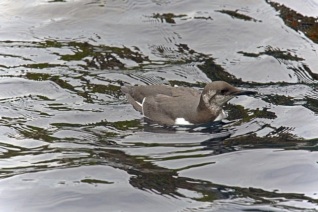 鸟 海洋鸟 海鸠 - 上的免费照片
