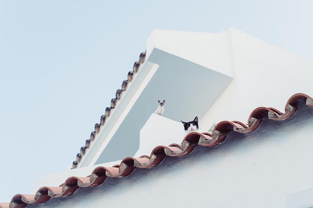 猫 城市 屋顶 - 上的免费照片
