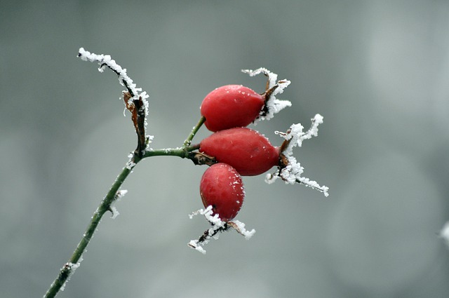 野玫瑰 林果 茶 - 上的免费照片