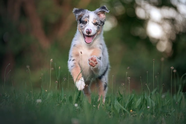 澳大利亚牧羊犬 澳大利亚 朋友 - 上的免费照片