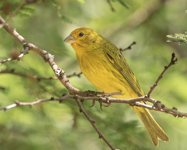 鸟 鸟类学 金翅雀 - 上的免费照片