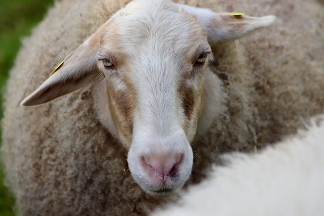 羊 羊毛 羊头 - 上的免费照片