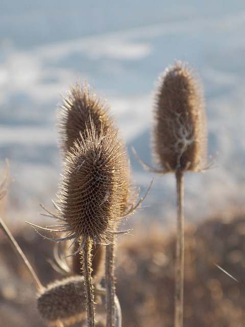 Teasel 干的 植物 - 上的免费照片