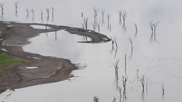 纳库鲁湖 肯尼亚 苹果浏览器 - 上的免费照片