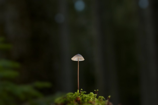 蘑菇 掌舵 森林地面 - 上的免费照片