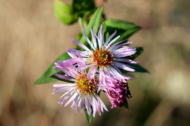 安培拉斯特 翠菊 花朵 - 上的免费照片
