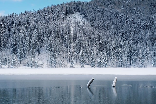 冬天 冰冻的湖水 森林 - 上的免费照片