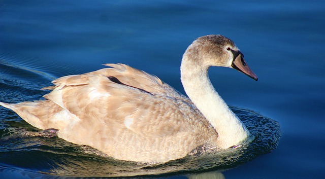 疣鼻天鹅 水鸟 幼兽 - 上的免费照片