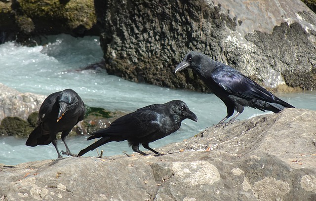 乌鸦 鸟 声纳玛格 - 上的免费照片