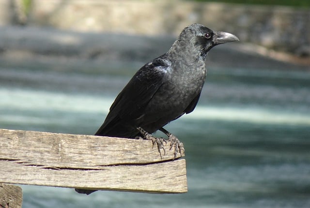 乌鸦 鸟 声纳玛格 - 上的免费照片