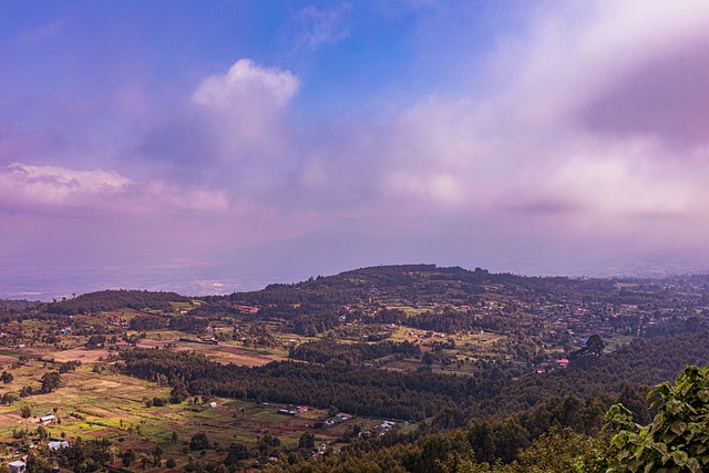 树木 茶园 大裂谷 - 上的免费照片
