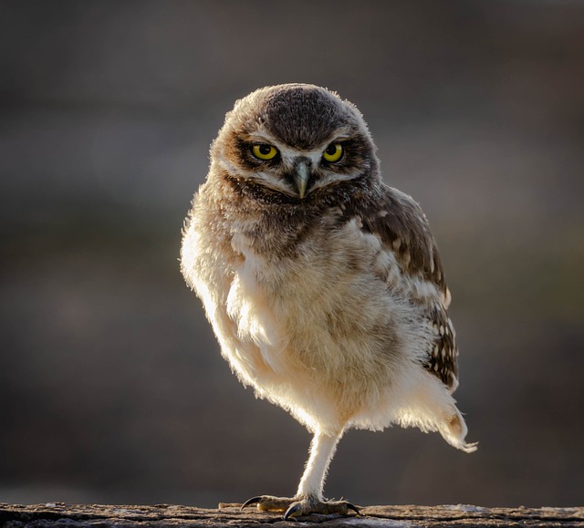 穴居猫头鹰 猫头鹰 鸟 - 上的免费照片