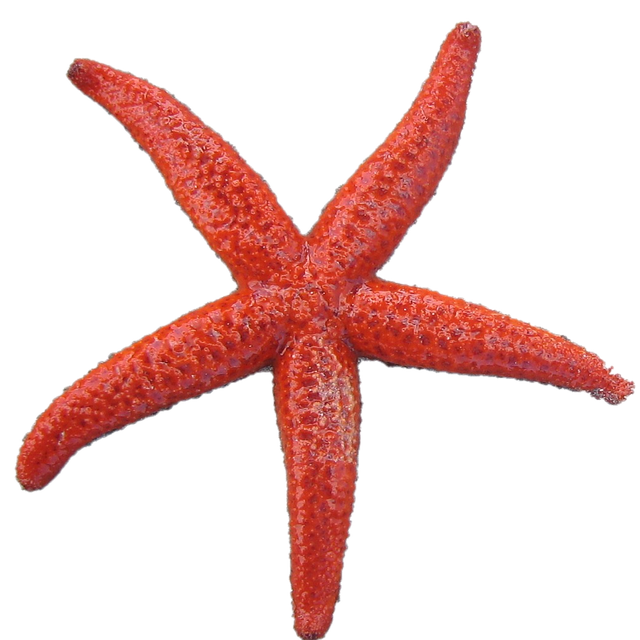 粉色的 星鱼 星星 - 上的免费图片