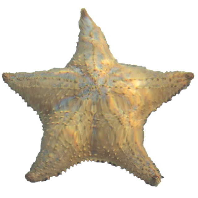 星鱼 海星 水下 - 上的免费图片