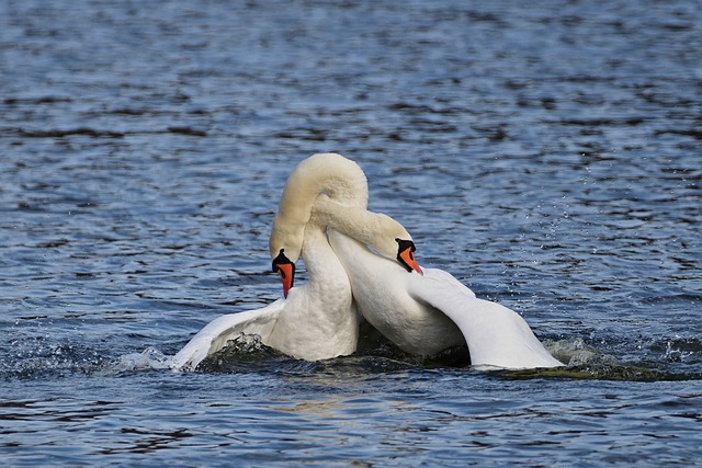疣鼻天鹅 Balz 天鹅 - 上的免费照片