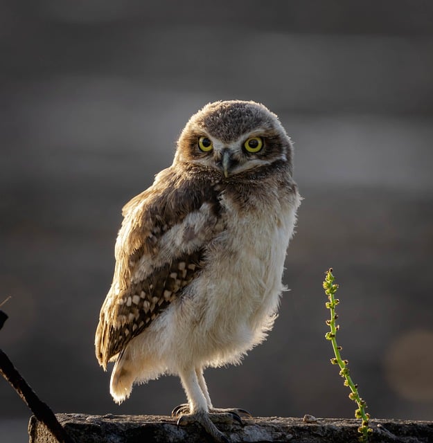 穴居猫头鹰 猫头鹰 鸟 - 上的免费照片