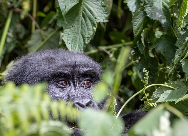 大猩猩 动物 丛林 - 上的免费照片