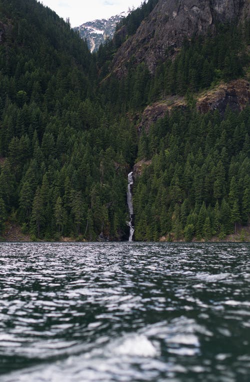在水体旁边的山上的绿色松树 · 免费素材图片