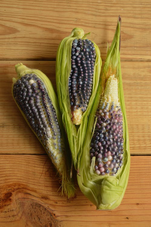 三个绿色玉米 · 免费素材图片