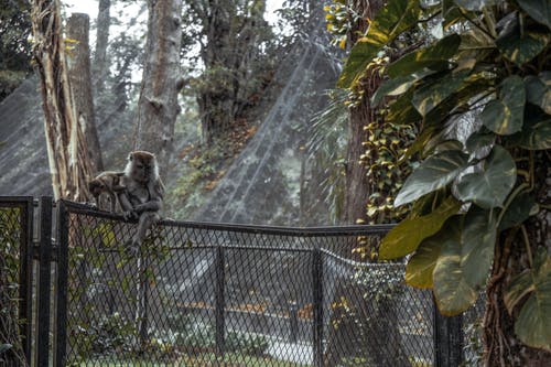 坐在栅栏上的灰猴子 · 免费素材图片