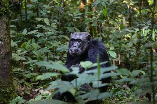 黑大猩猩包围着绿色的植物特写摄影 · 免费素材图片