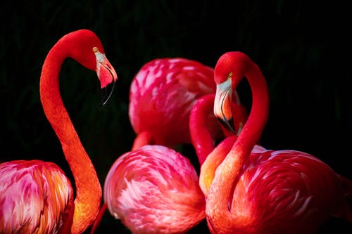 红火烈鸟 · 免费素材图片