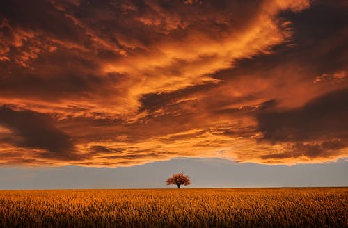 棕色的叶子的树在开阔的田野，白云和蓝天下 · 免费素材图片