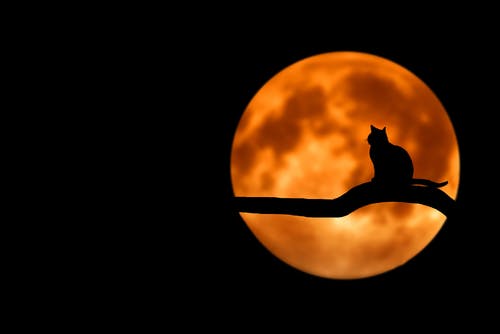 猫在满月摄影 · 免费素材图片