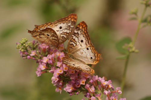 2粉色花朵上的棕色和白色蝴蝶 · 免费素材图片