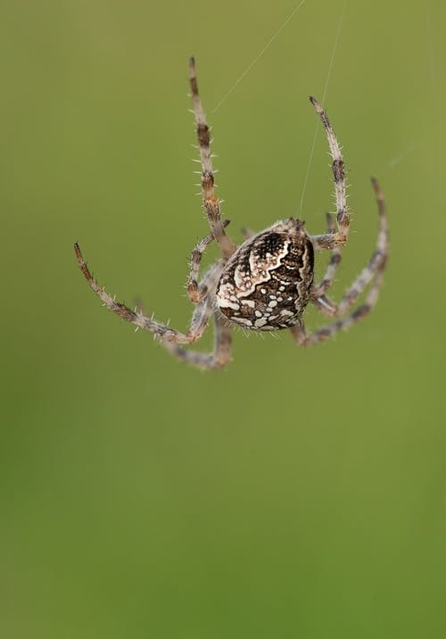 棕色和白色蜘蛛挂在其网站上 · 免费素材图片
