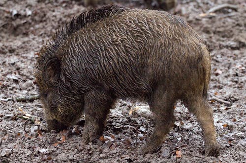 白天在地面上的棕色野猪 · 免费素材图片