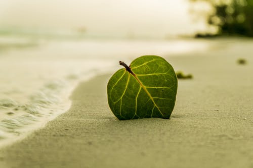 在岸边的沙子上的绿色卵形叶 · 免费素材图片